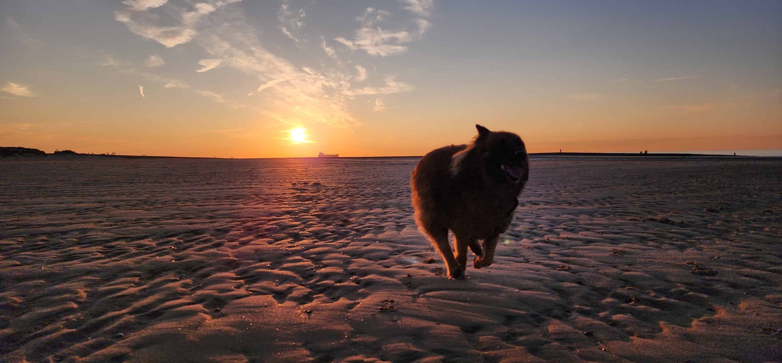 Hund rennt über Strand